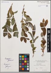 Foto von Salix cinerea L.